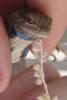 010414_lizard03_125.jpg