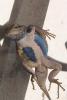 010414_lizard04_125.jpg