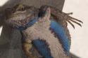 010414_lizard04c_125.jpg