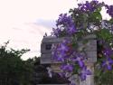 010522_clematis_125.jpg