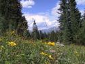030804_cbutte.flowers_125.jpg