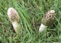 030910_mushrooms_125.jpg