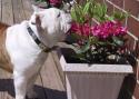 040528_dog.w.flowers_125.jpg