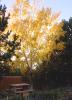 041024_tree01_125.jpg