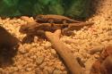 050510_lizards_125.jpg