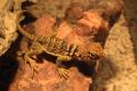 050906_lizard03_125.jpg