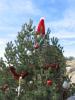071224_sandia_tree01_125.jpg