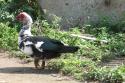 071227_04.farm.dicken_125.jpg