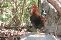 071228_11.bath.rooster_125.jpg