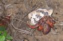 071228_crab_125.jpg