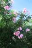 071229_11.flowers_125.jpg