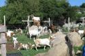071230_02.goats_125.jpg