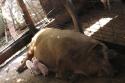 071230_04.pigs_125.jpg
